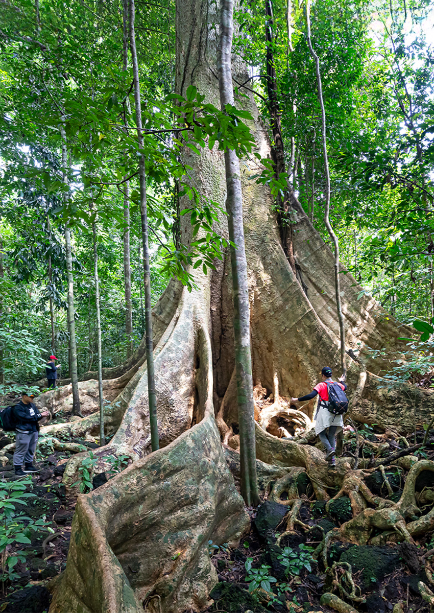 https://www.familytravel.com.vn/index.php?route=product/category&path=125